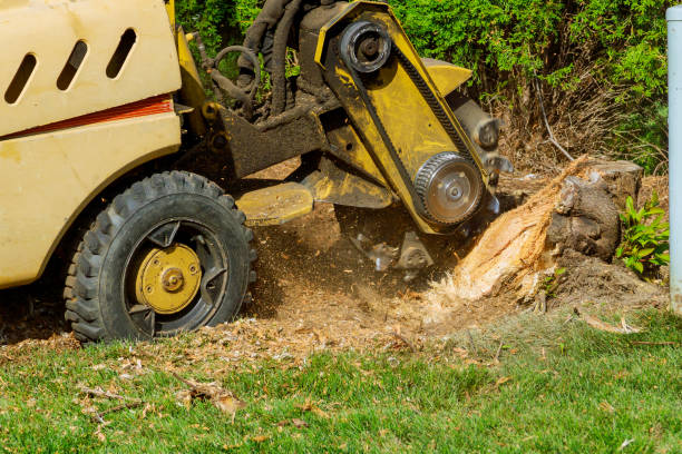 Best Residential Tree Removal  in Salem, UT